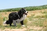 BORDER COLLIE 259